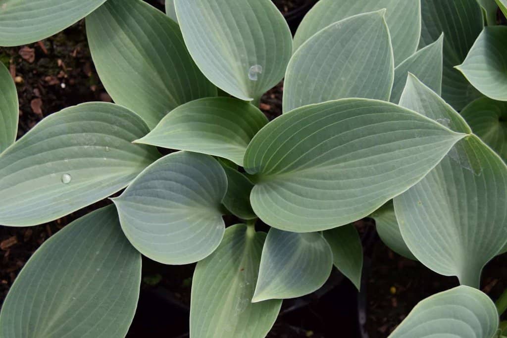 Hosta 'Halcyon' ---